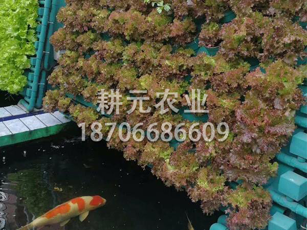 搭建魚(yú)菜共生設(shè)備需要注意什么