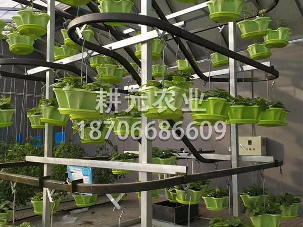 無土栽培設備有這些優點